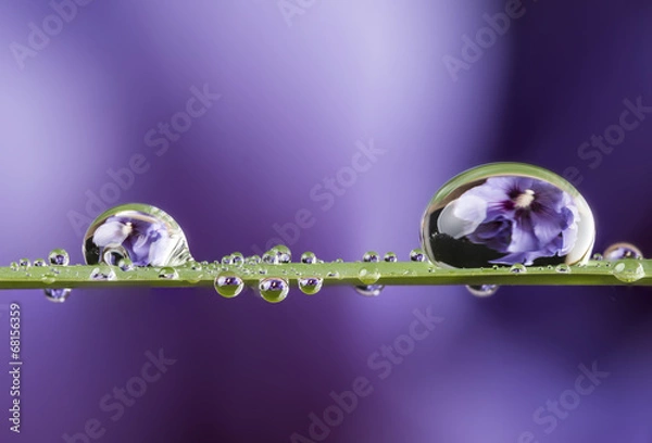 Fototapeta flower and dew drops