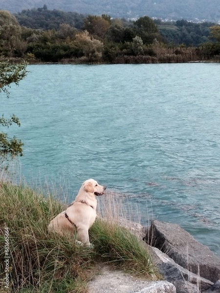 Obraz sheep on the beach