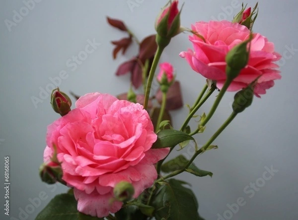 Obraz boccioli e rose