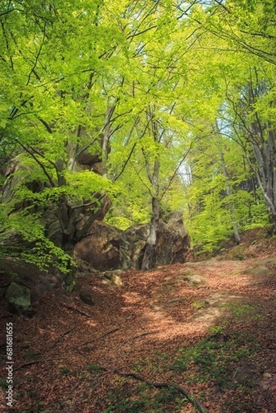 Obraz Variety of vegetation in the Carpathian forests