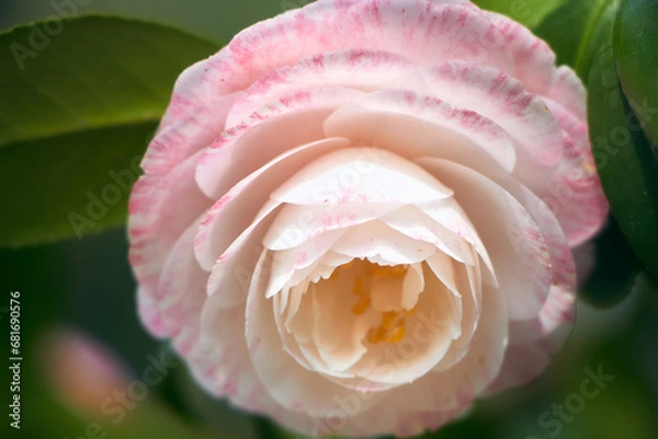 Obraz Beautiful pink rose with delicate petals in full bloom.