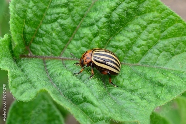 Obraz Колорадский жук