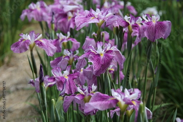 Obraz 紫色のハナショウブ