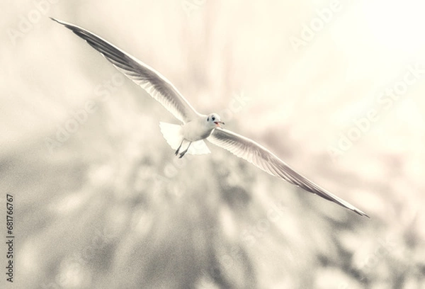 Obraz A white bird with spread wings