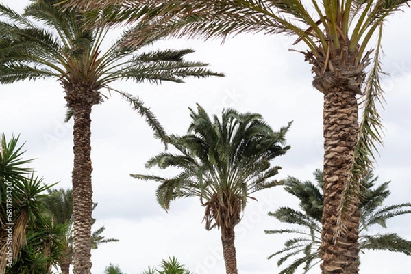 Fototapeta palmy
