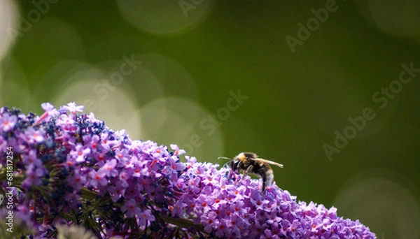 Obraz Bee on Buddleja Flowers
