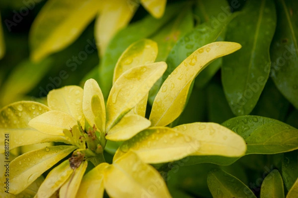 Obraz Light Green Leaves After Rain Close Up