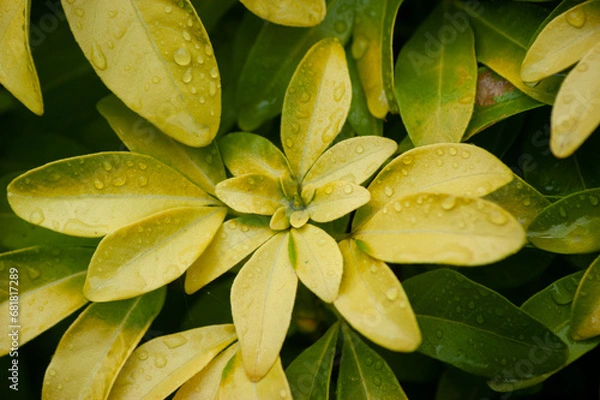 Obraz Light Green Leaves After Rain
