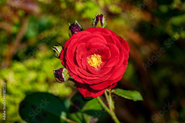 Obraz Single Red Rose Surrounded by Four Buds