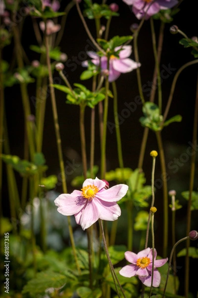 Obraz Tall Purple and Yellow Flowers With Buds