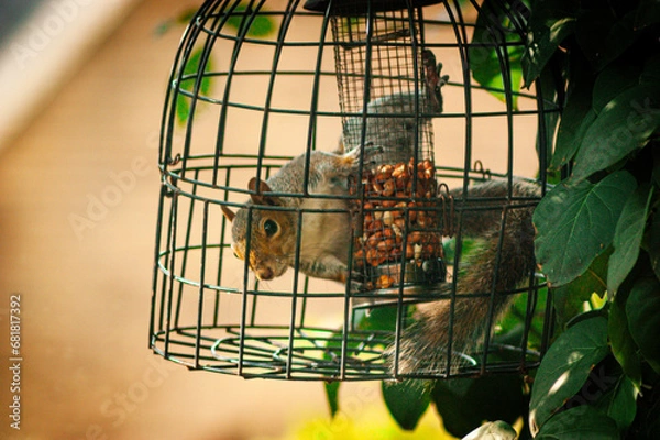 Obraz Squirrel Inside An Anti-Squirrel Bird Feeder