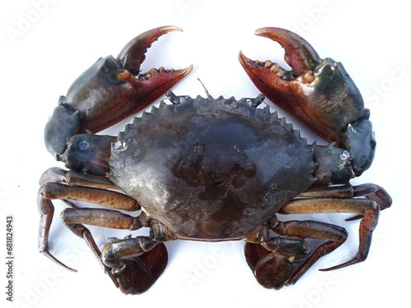 Obraz giant black crab on white background