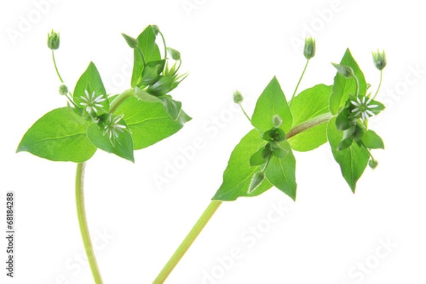 Obraz Vogelmiere (Stellaria media)