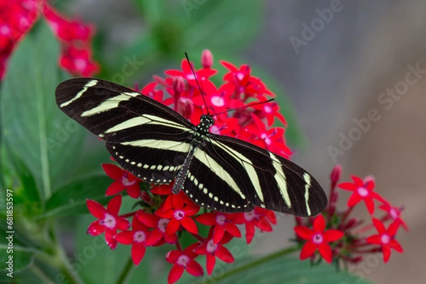 Obraz Zebra Longwing Butterfly on a Red Flower