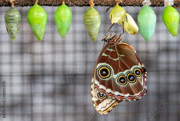 Obraz Blue Morpho Butterfly with Its Chrysalis