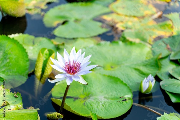 Obraz water lotus  in the pond with green leaves - close up 
