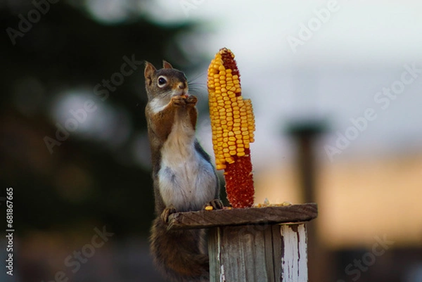 Obraz squirrel eating a nut