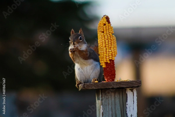 Obraz squirrel eating nut