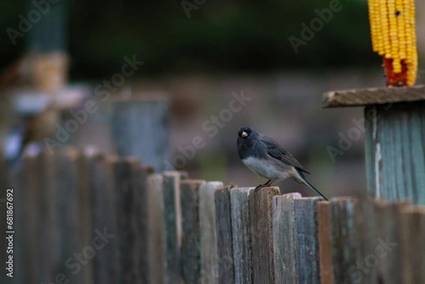 Obraz bird on a fence