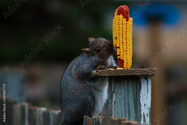 Obraz squirrel eating nut
