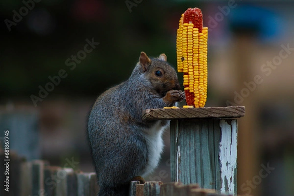 Obraz squirrel eating nut