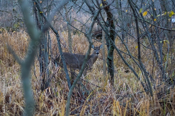 Obraz deer in the jungle