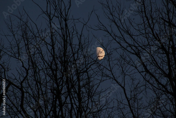 Obraz moon over the forest