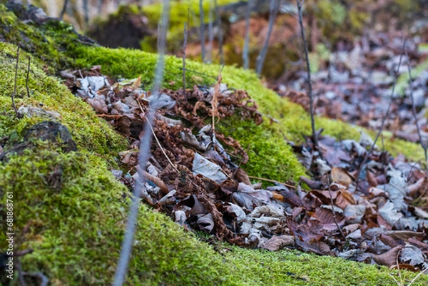 Obraz moss on the tree in forest 