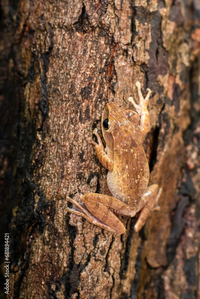 Fototapeta Khiad Tapad sits beautifully on a tree