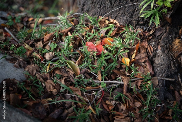 Fototapeta 落ち葉