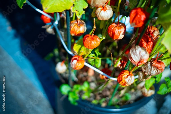 Fototapeta ほおずき