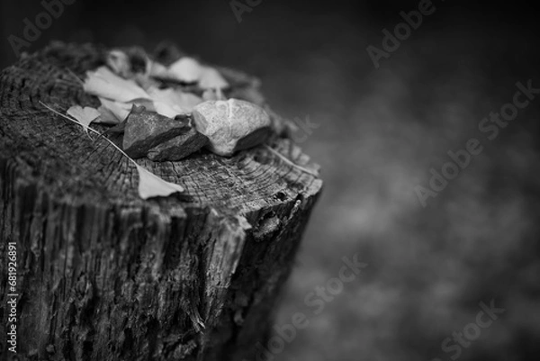 Fototapeta 切り株