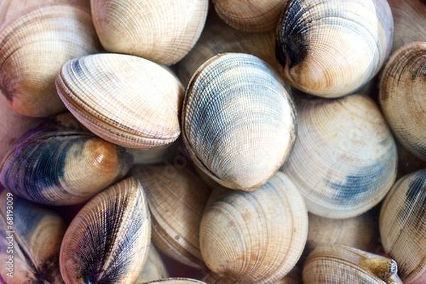 Obraz Raw Clams in the market