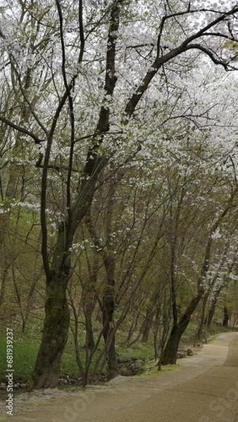 Fototapeta 김포 장릉은 문화재인 전통 한옥과 정원이 있는 아름다운 봄 풍경입니다