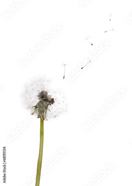 Fototapeta isolated on white dandelion seeds and plant