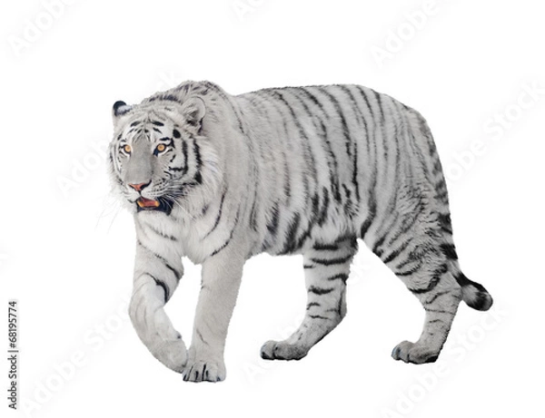 Obraz large albino tiger isolated on white