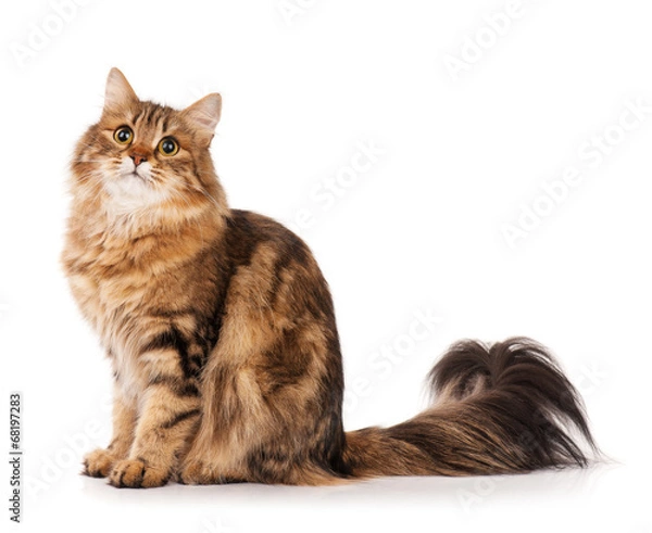 Obraz Siberian cat