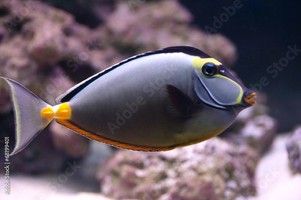 Obraz Elegant unicornfish in aquarium