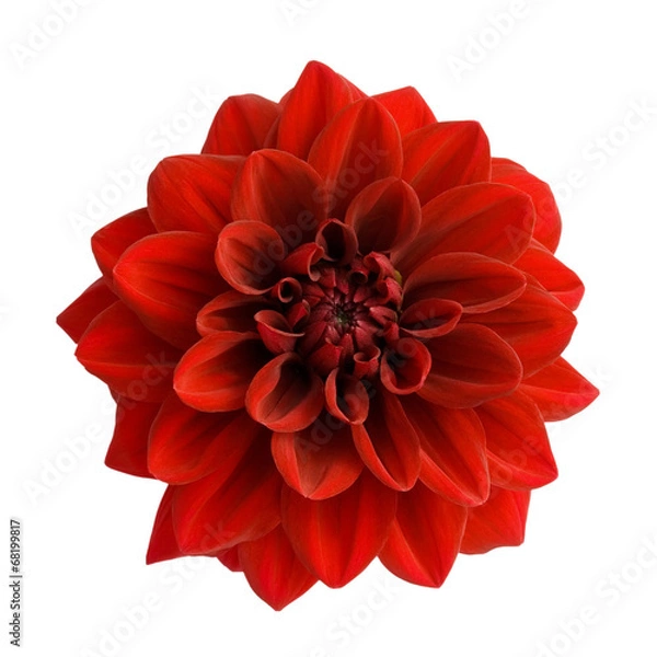Obraz Czerwona Dahlia izolowana na białym tle