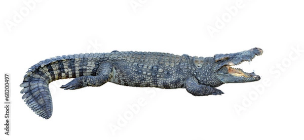 Obraz crocodile