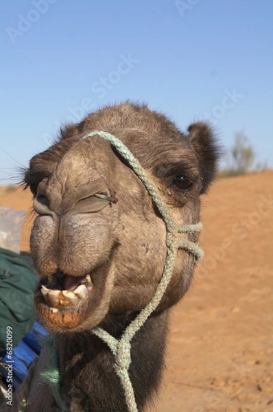 Obraz Camel  face 2