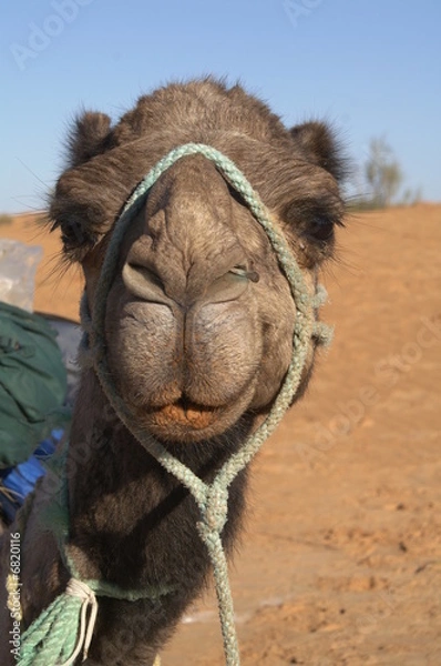 Obraz Camel  face 1