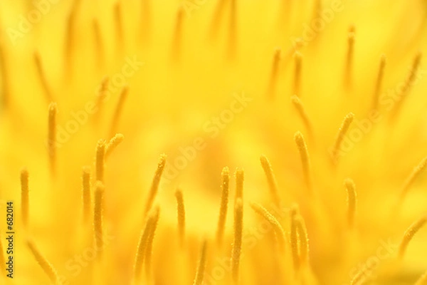 Obraz staubgefäße einer maiblumenblüte