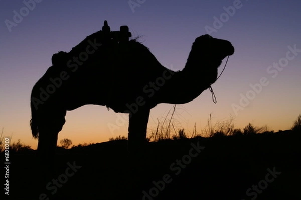 Obraz Camel Silhouette 2