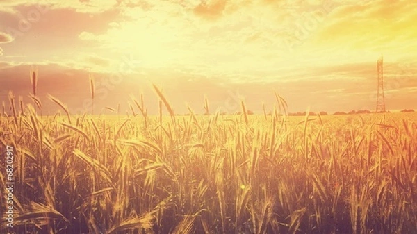 Obraz Goldenes Sommerfeld