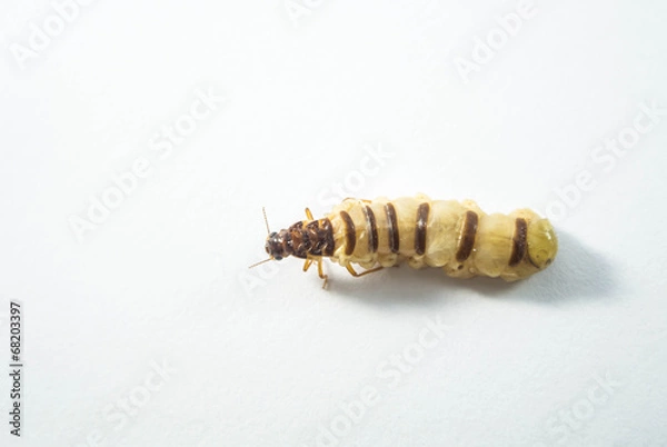 Obraz queen of termite