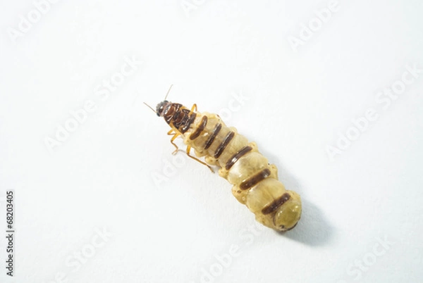 Obraz królowa termitów