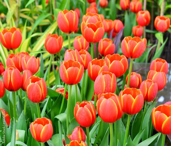 Obraz red tulips