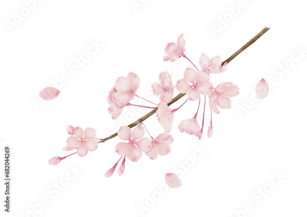 Obraz 桜の枝のイラスト