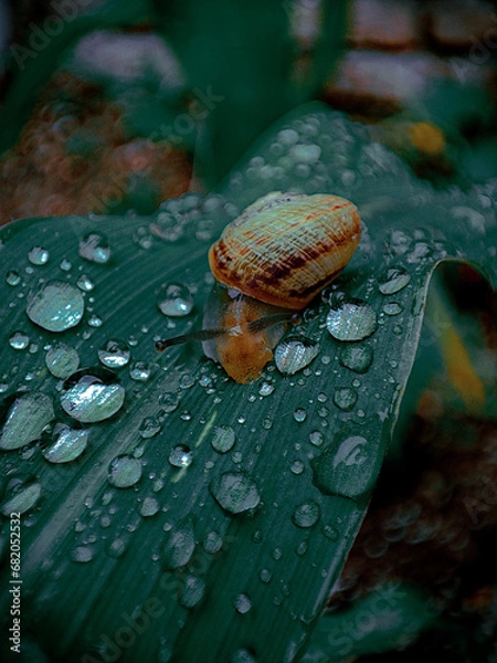 Obraz Snail on the corn leaf very slowly